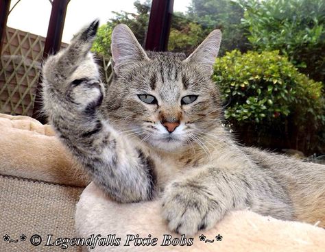 The middle finger Cat Showing Middle Finger, Rude Finger, Cat Middle Finger, Happy Birthday Little Brother, Middle Finger Emoji, Finger Image, Dog Cartoons, Artemisia Gentileschi, Bad Cats