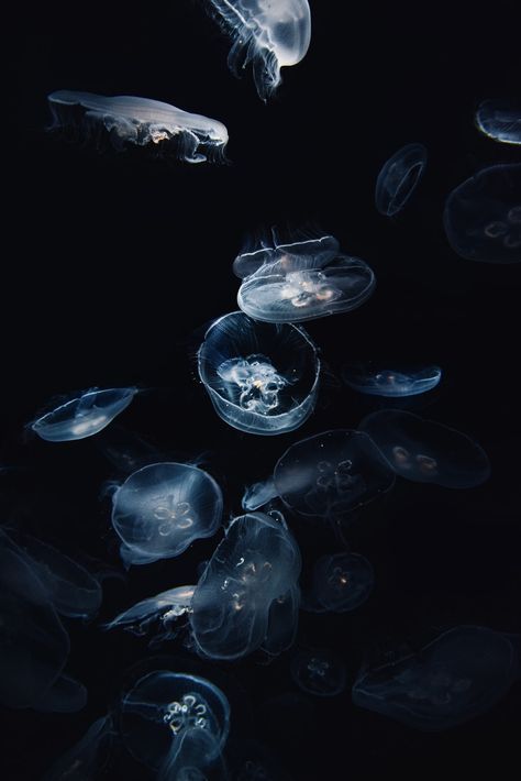 Jellyfish Phone Theme, White Jellyfish, Jellyfish Illustration, Underwater Wallpaper, Dark Blue Wallpaper, Blue Jellyfish, Illustration Photo, Phone Theme, Ocean Wallpaper