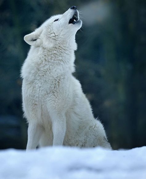 Wolf Breeds, Tundra Wolf, White Werewolf, Winter Court, Winter Wolf, Wolf World, Werewolf Aesthetic, Wolf Husky, Wolves And Women