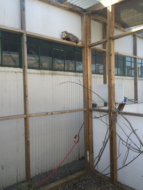 Opossum Enclosure, Virginia Opossum, Wildlife Rescue, Wildlife Rehabilitation, The Bunker, The Exit, Cold Winter, Climbing, The Wild