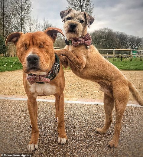 Amos has become inseparable from his little helper Toby since they were teamed together permanently in August last year Dogs Eyes, Unusual Animal Friendships, Disabled Dog, Blind Dog, Dog Best Friend, Cute Animals Puppies, Very Cute Dogs, Animals Friendship, Guide Dog