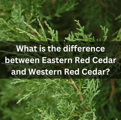 What Is The Difference Between Eastern Red Cedar And Western Red Cedar? Eastern White Cedar, Eastern Red Cedar, Tea History, Cedar Tree, White Cedar, Similarities And Differences, Cedar Trees, Fruit Seeds, Tree Seeds