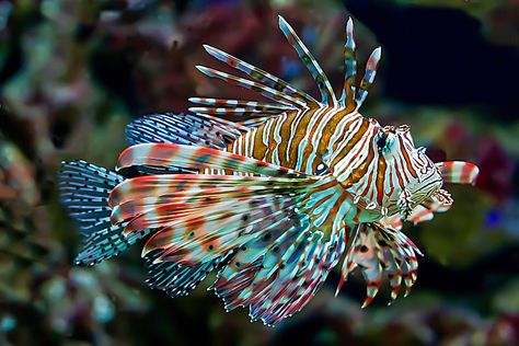 This is a "Lion fish" sometimes called the Scorpion fish | Flickr Scorpion Fish, Birch Aquarium, Lion Fish, Ocean Vibes, A Lion, Ocean Life, Tropical Fish, Colorful Wallpaper, Fantasy World