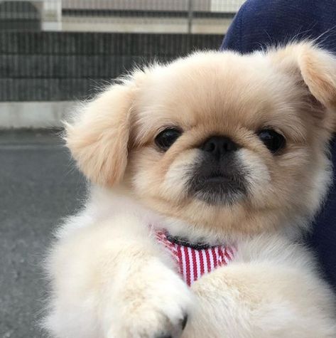 14 Tips To Help You Choose A Pekingese Puppy | Page 2 of 3 | PetPress Pekingese Puppy, White Pekingese, Pekingese Haircut, Cute Dog Memes, Pekingese Puppies, Pekingese Dogs, Dog Line, Dog Facts, Small Puppies