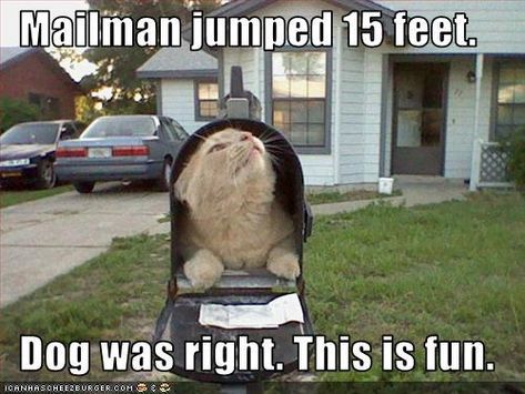 Humor Animal, Funny Cat Photos, Animal Funny, Funny Animal Jokes, 웃긴 사진, Funny Cat Memes, Funny Cat Pictures, Have A Laugh, Funny Animal Memes