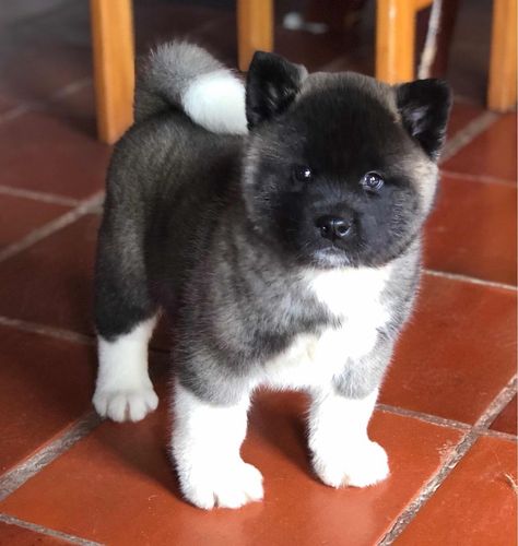 American Akita Puppies, Spitz Breeds, Akita Puppies, American Akita, Akita Dog, Cute Animals Images, Animals Images, Beautiful Dogs, I Love Dogs