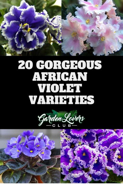 20 Different African Violet Varieties (Photos) via @gardenloverclub African Violet Care, African Violet Pots, Violet Garden, African Violets Plants, Violet Plant, Inside Plants, Indoor Gardens, African Violet, Flowering Plants