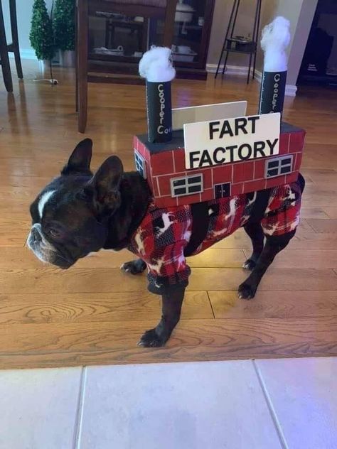 Fart factory Frenchie Funny Halloween Memes, Boston Terrier Funny, Bulldog Funny, Boston Terrier Love, Pet Halloween Costumes, Boston Terrier Puppy, Boston Terrier Dog, Terrier Puppies, Dog Halloween Costumes