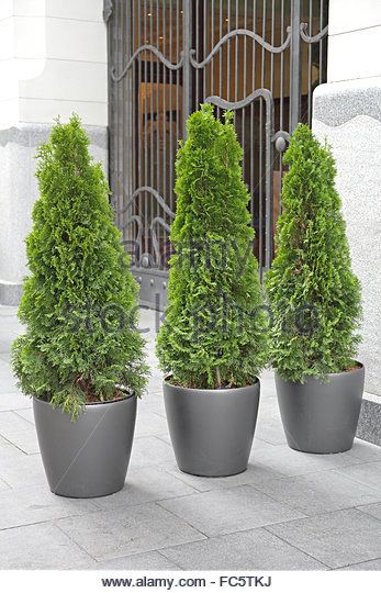 Potted Trees Patio, Evergreen Potted Plants, Arborvitae Landscaping, Privacy Landscaping Backyard, Emerald Green Arborvitae, Tattoo Plant, Privacy Trees, Privacy Landscaping, Potted Plants Outdoor