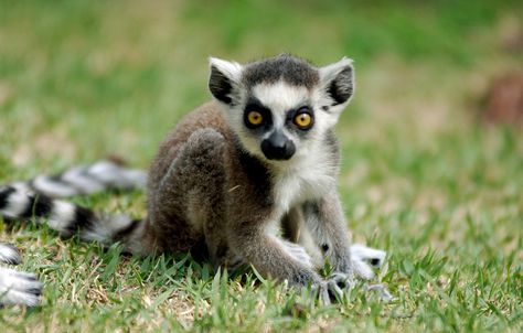 Baby ring-tailed lemurs are the best Baby Lemur, Monkeys For Sale, Ring Tailed Lemur, Baby Skunks, Slow Loris, Baby Rings, Paws And Claws, Pets For Sale, African Animals