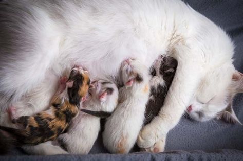 Neonatal isoerythrolysis is a life-threatening condition caused when kittens who have type A blood nurse from their type B mother during the first 24 hours. Cat Nursing Kittens, Information About Cats, Failure To Thrive, Purebred Cats, Turkish Van, Turkish Angora, Blood Groups, Cornish Rex, Exotic Shorthair