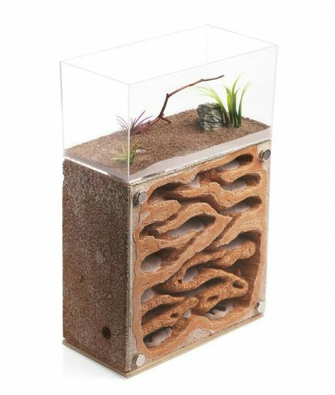 Ant Formicarium, Ant Home, Anime Behind Glass, Ant Habitat, Ant Species, Snake Enclosure, Antique Bird Cages, Custom Aquarium, Ant Colony