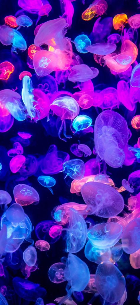 Jellyfish Wallpaper Aesthetic, Jellyfish Pictures, Jellyfish Wallpaper, Pink Wallpaper Ipad, Glittery Wallpaper, Wallpaper For Your Phone, Picture Credit, Phone Design, Hello Kitty Wallpaper