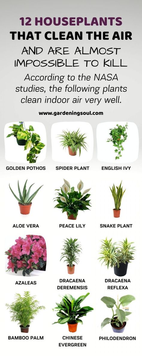 Tanaman Air, Garden Snakes, Plants House, Household Plants, Plant Care Houseplant, Inside Plants, Growing Plants Indoors, Best Indoor Plants, Air Purifying Plants