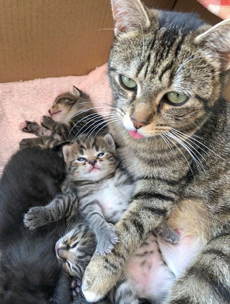 A Mother And Her Kittens Wild Elephant, Mother Cat, Mama Cat, Little Kittens, Stray Cat, Cute Little Animals, Beautiful Cats, Baby Cats, Kittens Cutest