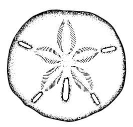 sand dollar stamp design Sand Dollar Tattoo, Dollar Tattoo, Sand Dollar Art, Distressed Furniture Diy, Diy Tattoo, Clipart Black And White, Distressed Furniture, Sand Dollar, Lino Print