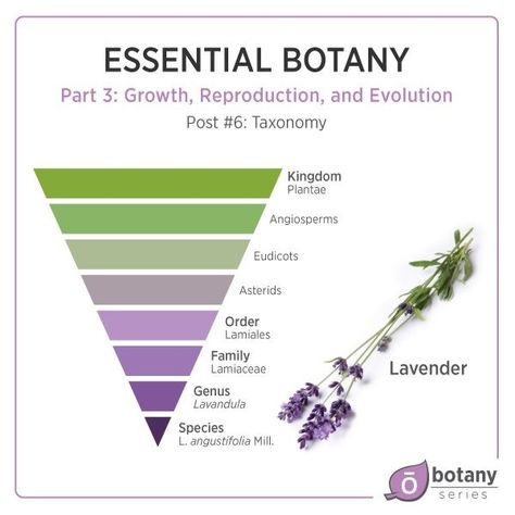 Taxonomy is a man-made classification system that is used to group organisms in an ordered system to indicate natural relationships and especially evolutionary relationships. Each plant... Taxonomy Classification, Plant Taxonomy, Taxonomic Classification, Plant Classification, Japanese Elements, The 4 Elements, Kingdom Plantae, Biology Facts, 4 Elements