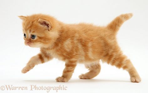 Photograph of British shorthair red tabby kitten. Rights managed white background image. Kitten Reference, Tabby Kittens, Tabby Kitten Orange, Happy Kitten, Ginger Kitten, Kitten Photos, Cat Reference, Tabby Kitten, Warrior Cats Art