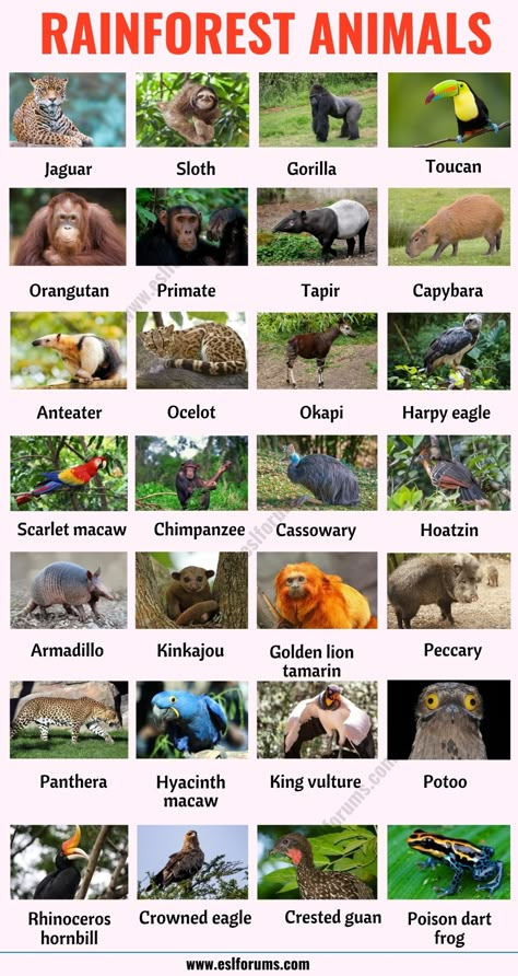 Rainforest Animals: List of 25+ Animals that Live in the Rainforest with ESL Picture! - ESL Forums Animals Of South America, Animals Of The Rainforest, Animals Name List, Wild Animals List, Animal List, Animals List, Animals Name In English, Animal Infographic, Jungle Thema