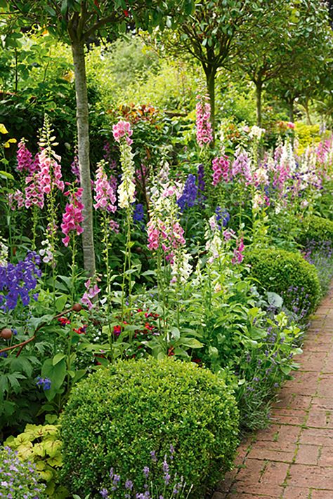 How to grow foxgloves | Country Foxglove Care, Long Garden Ideas, Child Friendly Garden, Perennial Garden Plans, Long Garden, Biennial Plants, Raised Flower Beds, Flower Bed Designs, Garden Paving