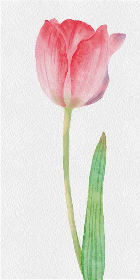 Watercolor Paintings Of Tulips, Pink Tulips Drawing Aesthetic, Watercolor Tulips Watercolour, Watercolor Tulip Bouquet, Tulip Easy Painting, Watercolor Art Tulips, Tulips In Watercolor, Water Colour Tulip, Watercolor Flower Pot