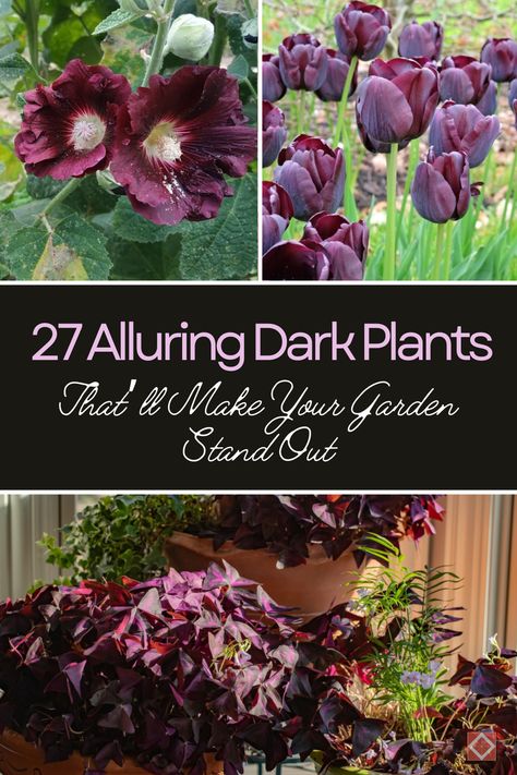 Discover the beauty of dark plants with this guide to 27 alluring varieties that will make your garden stand out. From deep, velvety foliage to nearly black flowers, these plants add a dramatic touch to any garden. Perfect for creating contrast and visual interest, these dark plants are easy to care for and thrive in various garden conditions. Transform your garden into a unique and enchanting space with these stunning plants. Dark Foliage Plants, Gothic Garden Plants, Black Bushes, Purple Garden Ideas, Witch Garden Plants, Dark Garden Aesthetic, Plants For Dark Rooms, Gothic Plants, Goth Plants