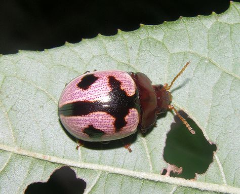 Pink leaf beetle (Platyphora sp, Chrysomelidae), Peruvian Amazon by Arthur Anker, via Flickr Pink Leaf Beetle, Pretty Bugs, Flying Bugs, Pink Beetle, Woodlice, Peruvian Amazon, Leaf Beetle, Flea Beetles, Animal Photography Wildlife