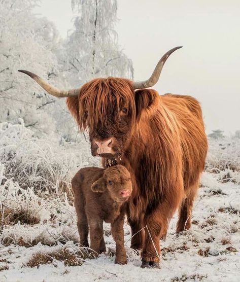 Highland Cow Picture, Pet Aesthetic, Cute Animal Character, Highland Cow Art, Cattle Ranch, Scottish Highland Cow, Fluffy Cows, Cow Pictures