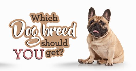 Dog Breed Selector: Which Dog Should I Get? - Quiz - Quizony.com What Dog Should I Get Quiz, Dog Breed Quiz, Color Personality Quiz, Dog Quiz, Personality Type Quiz, Buzzfeed Personality Quiz, Dog Match, Fun Personality Quizzes, What Kind Of Dog