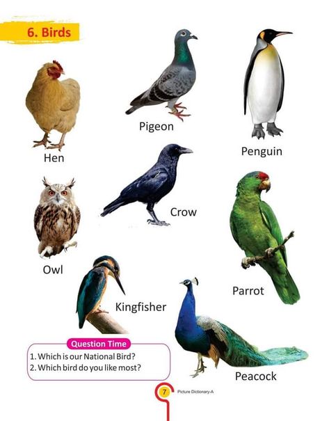 Birds Chart For Kids, Birds Name With Picture, Aerial Animals, Birds Name List, Birds Pics, Animal Pictures For Kids, Preschool Letter Crafts, Birds Pictures, Wildlife Facts