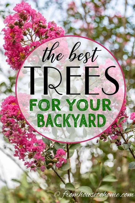 This list of the best backyard trees will give you lots of ideas for trees that will provide shade and privacy even if you have a small yard.  #fromhousetohome #gardeningtips #gardenideas #tree #gardening #trees #gardeningideas Small Backyard Trees, Best Backyard Trees, Yard Layout, Shade Loving Shrubs, Backyard Ideas For Small Yards, Japanese Cherry Tree, Eastern Redbud, Backyard Trees, Live Oak Trees