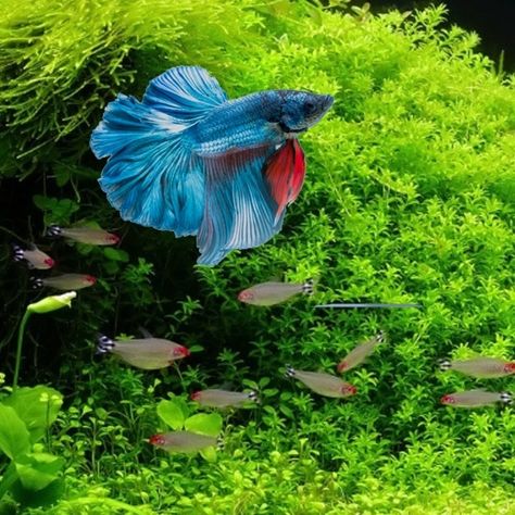 Le Combattant : comment créer l'aquarium idéal pour votre Betta - Fiches conseils Aquariophilie - AkouaShop.com - Aquariophilie Idee Deco Aquarium, Betta Aquarium, Nano Aquarium, Blue Marble, Aquariums, Fish Tank, Fish Pet, Loft, Art Design