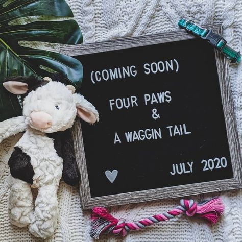 Puppy Announcement Photoshoot, Dog Letterboard, Puppy Announcement Ideas, Puppy Reveal, Doggie Quotes, Dog Announcement, Pet Memorial Ideas Dogs, Puppy Photoshoot, Puppy Announcement