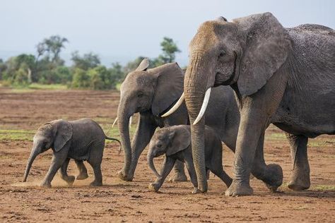 African safari decor