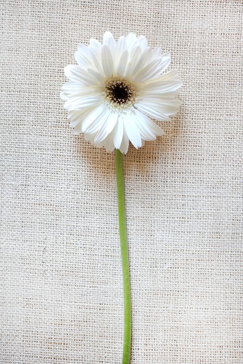 Wedding Flowers Cost, White Gerbera, Wedding Flower Guide, Minimalist Wedding Decor, Gerbera Daisies, Gerber Daisies, Flower Guide, Bouquet Arrangements, White Wedding Flowers