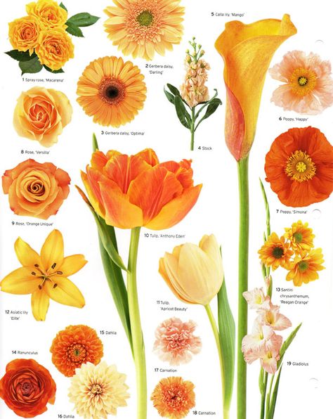 A little flower education for your Wednesday evening, courtesy of Martha Stewart Weddings. Have a good one, and stay warm! Brilliant Whi... Cozy Landscaping, Flowers And Their Names, Flower Chart, Vintage Wedding Flowers, Flowers Easy, Flower Guide, Flower Names, Language Of Flowers, Martha Stewart Weddings