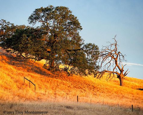 Daybreak, Oak Trees, Contra Costa County, CA | Flickr - Photo Sharing! Landscape Reference, Contra Costa County, County Map, Walnut Creek, The Rising Sun, Oak Trees, California Dreaming, Rising Sun, Art Landscape