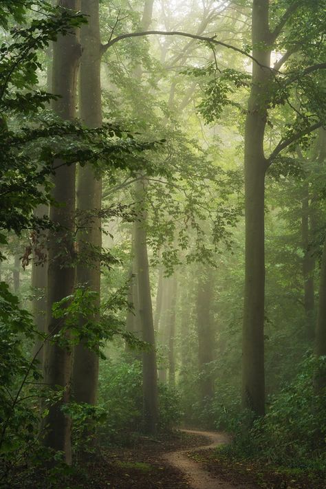 Forest magic Maine Forest, Forest Magic, Whitby Abbey, Love Is Not, Not Love, Forest Photography, Photography Workshops, My Website, Netherlands