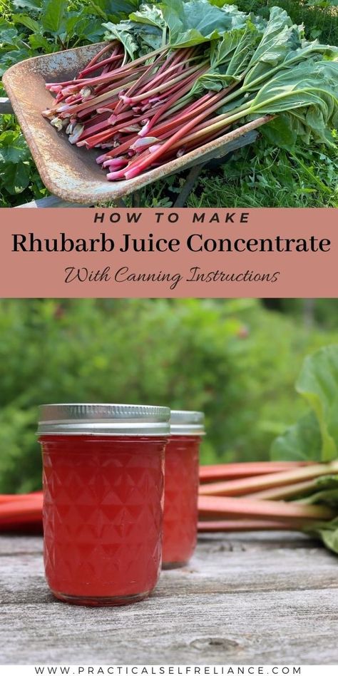 Rhubarb Juice Concentrate (with Canning Instructions) Canning Rhubarb Juice, Rhubarb Juice Concentrate, Rhubarb Juice Recipe, Canned Rhubarb Recipes, Rhubarb Concentrate, Canning Juice Recipes, Canned Rhubarb, Rhubarb Canning Recipes, Canning Juice