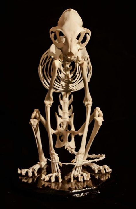 Cat Skeleton Sitting, Cat Anatomy Skeletons, Tiger Bone Structure, Cat Skeleton Reference, Cat Bones, Feline Anatomy, Animal Skeleton, Skeleton Cat, Skull Reference