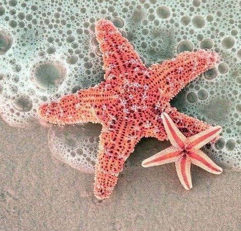 Starfish, Water