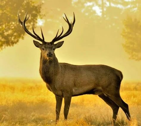 Stag Drawing Reference, Stag Reference, Stag Aesthetic, Stag And Doe Games, Color Pencil Picture, Deer Photography, Stag And Doe, Deer Fence, Stag Deer