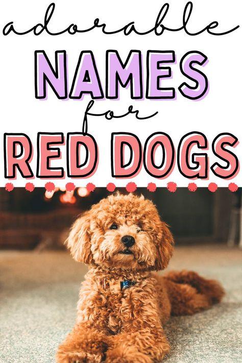 Are you bringing home a red dog and looking for cute dog names to match their beautiful red colored coat? These names for red dogs are great options! Click to see the list. Red Dog Names, Female Puppy Names, Dog Names Aesthetic, Best Male Dog Names, Aesthetic Dog Names, Puppies Names Female, Pet Name Ideas, Cute Dog Names, Popular Dog Names