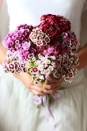 Sweet William: Biennial; white and pink fragrant flowers; self-seeds like perennial Sweet William Flowers, Dianthus Flowers, Summer Wedding Bouquets, British Flowers, Sweet William, Wax Flowers, Spray Roses, White Bouquet, Fragrant Flowers