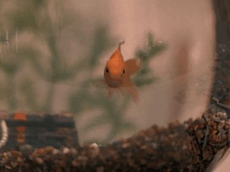 Goldfish Gif, Breathing Gif, Common Myths, Animal Rights, Pet Health, Goldfish, Cool Gifs, Fish Pet, Gif