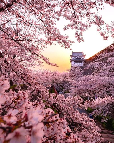 Cherry Blossom Trees, Cherry Blossom Festival, Cherry Blossom Season, Nothing But Flowers, Okayama, Japan Aesthetic, Destination Voyage, Blossom Trees, Cute Wallpaper Backgrounds