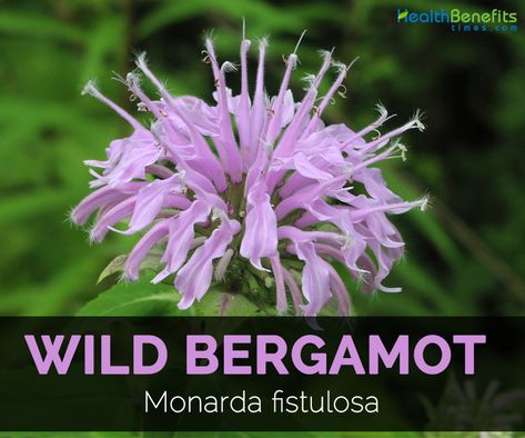 Wild bergamot Facts Bergamot Plant, Balance Spirituality, Wild Bergamot, Summer Blooming Flowers, Medicinal Wild Plants, Bergamot Tea, Flower Recipes, Wild Food Foraging, Food Foraging