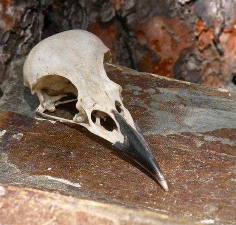 a raven skull can be a good thing... Zevran Arainai, Bird Anatomy, Elf Rogue, Skull Animal, Idle Game, Skull Reference, Animal Skeletons, Crow Skull, Dragon Age Origins