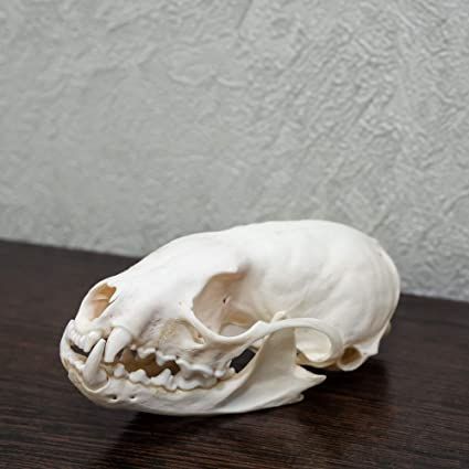 Sable Taxidermy Skull - Fisher, Marten Cleaned Skull, Jaws, Bones, Skeleton, Teeth for Sale - Real, Decor, LIFESIZE, Genuine - ST4940, Trophy Mounts - Amazon Canada Bear Taxidermy, Canine Skull, Real Bone Jewelry, Leg Jewelry, Dog Skull, Skull Anatomy, Skull Reference, Wolf Skull, Wild Animals Photography