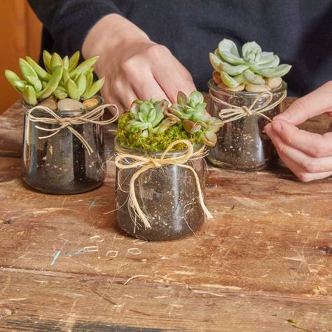 Recycle Glass Jars, Succulent Pots Diy, Mason Jar Plants, Cactus Ideas, Succulents In Glass, Plant In Glass, Plants In Jars, Plant Succulents, Diy Outdoor Weddings